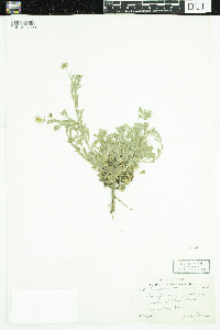 Image of Erigeron concinnus