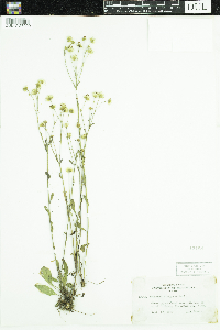 Erigeron strigosus image