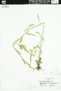 Erigeron strigosus image