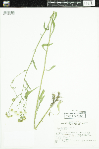 Erigeron strigosus image