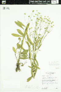 Erigeron strigosus var. septentrionalis image