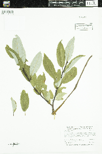 Salix pyrifolia image