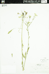 Erigeron strigosus image