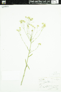 Erigeron strigosus image