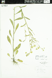 Erigeron strigosus image