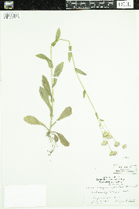 Thumbnail image of current specimen