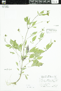 Bidens frondosa image