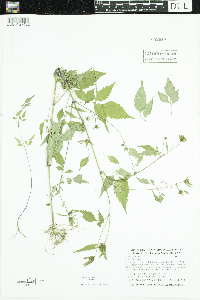 Bidens frondosa image