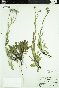 Erigeron glabellus image