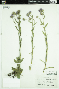 Erigeron glabellus image