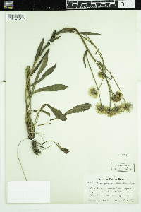 Erigeron glabellus image