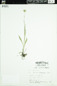 Erigeron glabellus image