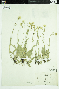 Erigeron glabellus image