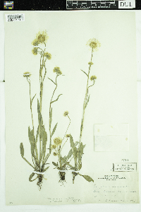 Erigeron glabellus var. pubescens image