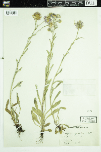 Erigeron glabellus image