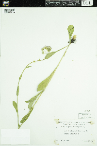 Thumbnail image of current specimen