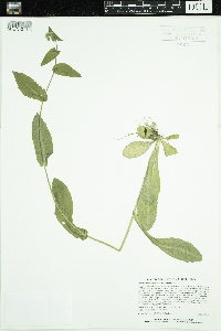 Erigeron philadelphicus var. philadelphicus image
