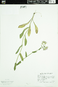 Thumbnail image of current specimen