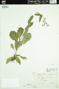 Thumbnail image of current specimen