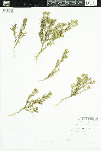 Dyssodia papposa image