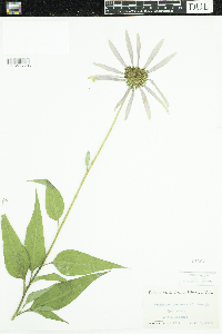 Echinacea purpurea image