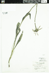 Image of Echinacea pallida