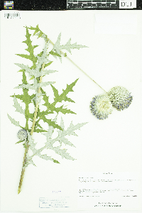 Echinops exaltatus image