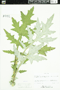 Echinops exaltatus image