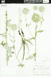 Echinops sphaerocephalus image