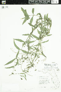 Eclipta prostrata image