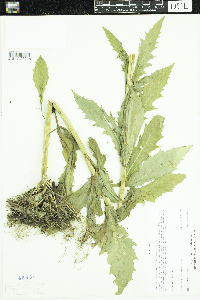 Erechtites hieraciifolius image