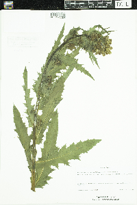 Erechtites hieraciifolius image