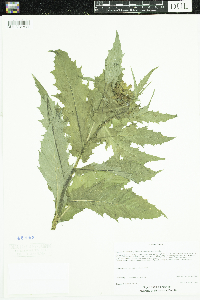 Erechtites hieraciifolius image