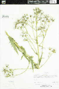 Erechtites hieraciifolius image