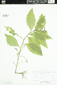 Erechtites hieraciifolius image