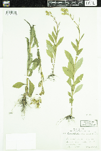 Erechtites hieraciifolius image