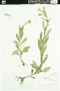 Erechtites hieraciifolius image