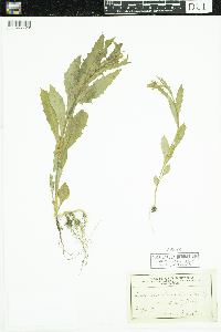 Erechtites hieraciifolius image
