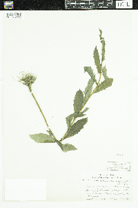Erechtites hieraciifolius image