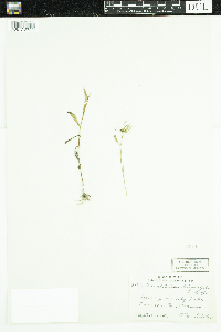 Erechtites hieraciifolius image