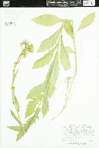 Erechtites hieraciifolius image