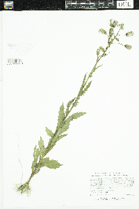 Erechtites hieraciifolius image