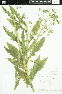 Erechtites hieraciifolius image
