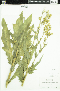 Erechtites hieraciifolius image