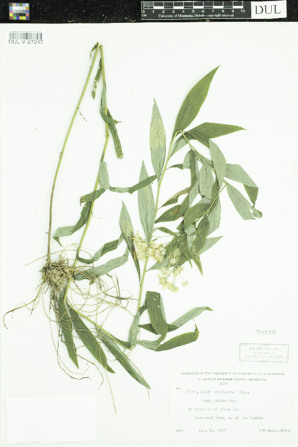 Doellingeria umbellata image