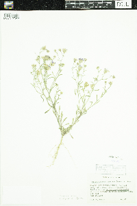 Dieteria canescens image