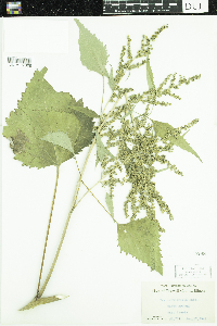 Cyclachaena xanthiifolia image