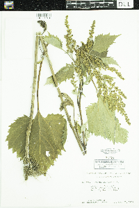 Cyclachaena xanthiifolia image