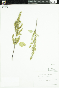 Cyclachaena xanthiifolia image