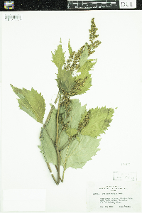 Cyclachaena xanthiifolia image